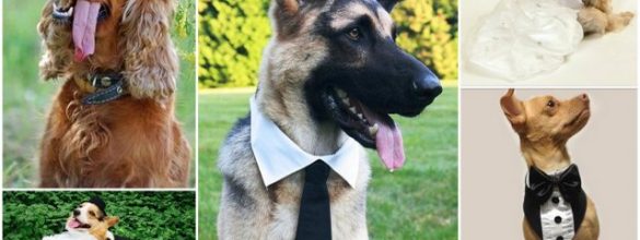 Tips when including Pets in your Wedding