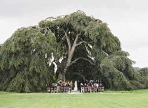 Weeping Beech Tree - Bellinter House